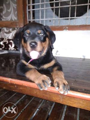 Rotweiler mAle 2. 5months old For sale.