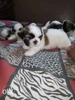 Show Quality shihtzu pups With kci papers