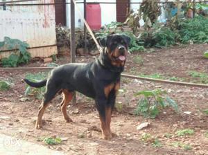 Show quality Rottweiler puppys available