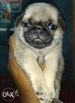 Show quality fawn pug pups available