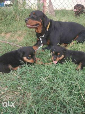 Show quality rotwellier for sale..1male and