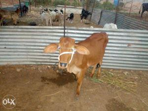Six months gir calf for sale in Coimbatore at