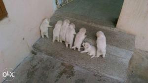 Spits white colour. 40 days old. rs per puppy