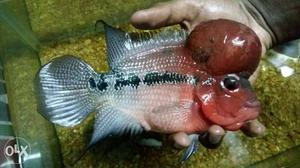 Super Red dragon Flowerhorn...contact for more