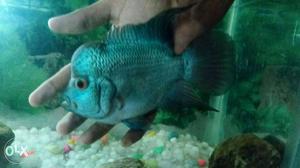 Thai silk imported Flowerhorn.. contact for more