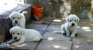 The cutest Labrador puppies!! Only three left!!