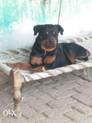 This is rottweiler dog
