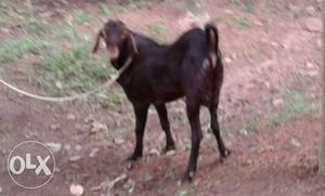 Thothapuri Heavy breed Goat 9 month