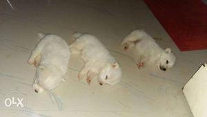 Three Long Coated White Puppies