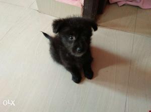 Tibetan terrian Black colour puppy male 35days