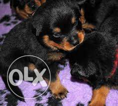 Top Show Quality Rottweiler Puppies available for