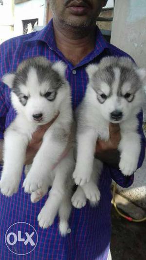 Top quality Husky male and female with paper