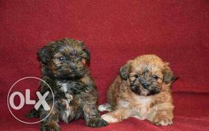 Two Brown And Black Havanese Puppies