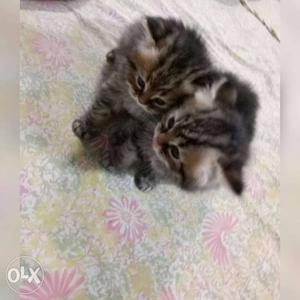 Two Grey Tabby Kittens
