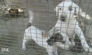 Two White And Grey Short Coated Puppies