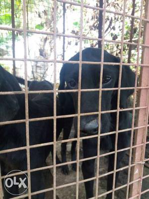 Two male Black Labrador Retrievers 1 years old