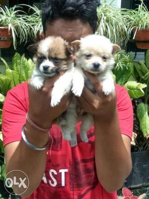 Very cute n active spitz puppies available for