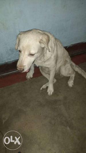 White Dog In Patna