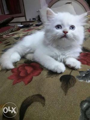 White Persian kitten