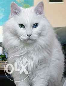 White Persian male Cat multi eyes in low price