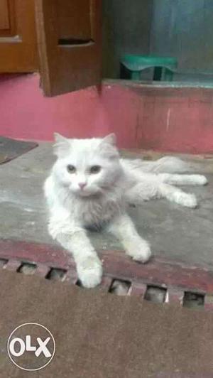 White Short Fur Cat