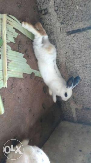 White-and-black Rabbit