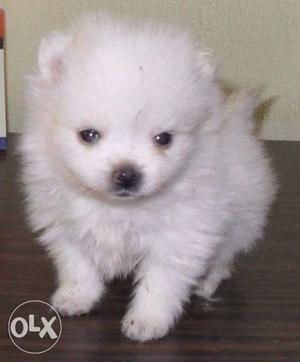 White pomeranian puppy for sale