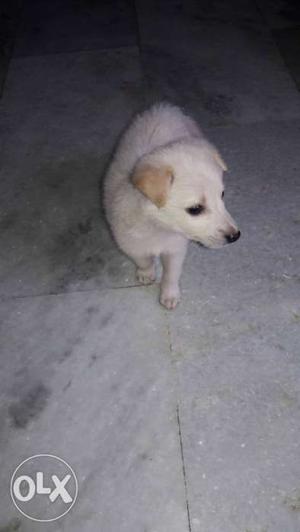 White very cute&active male pemorian puppy