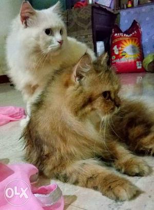 Two persian cats male - white female -