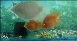 10 inch white Gourami Fish. very Active and