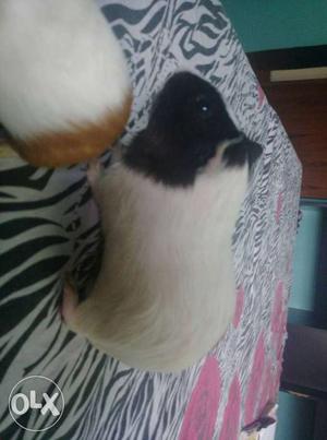 3 guinea pig with cage