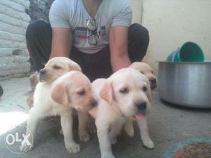Adorable labradore puppies available all over