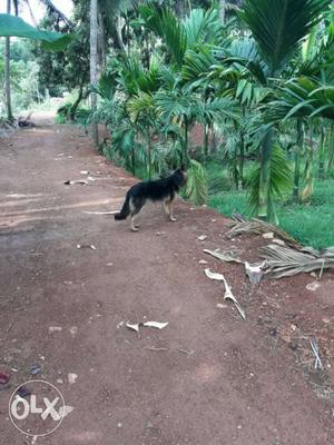 Black And Tan German Shepherd