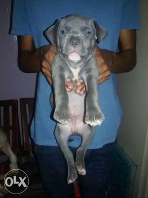Blue And White Puppy