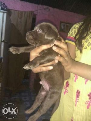 Chocolate colour labradore puppies available at