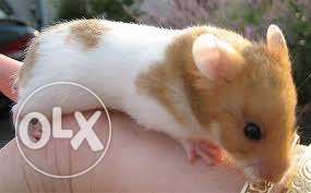 Cute and friendly hamsters for sale