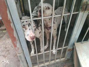 Dalmation dog 4sale male and female only  boath one and