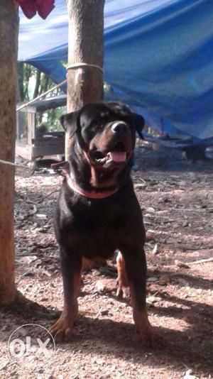 Excellent Pedegreed Rottwielor Puppies