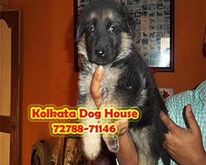 Extremely adorable import blood line german shepherd pups