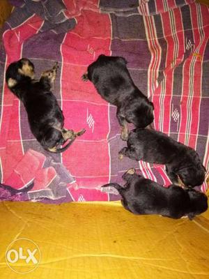 Four Short Coated Tan-and-black Puppies