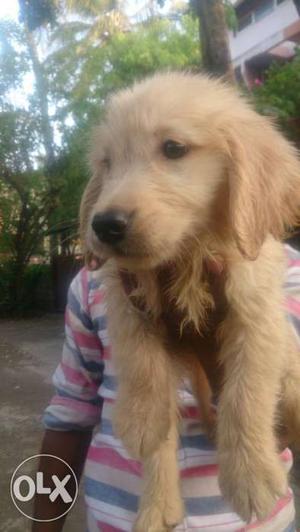 Golden puppies for sale