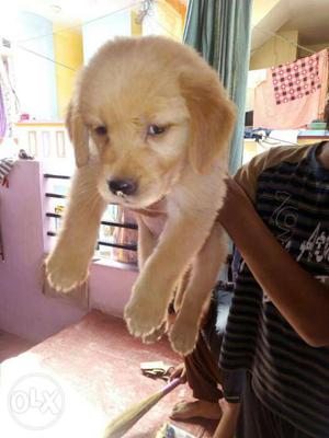 Golden retriever male  Female  gorgeous