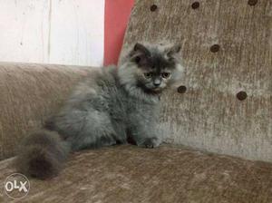 Gray Persian Kitten