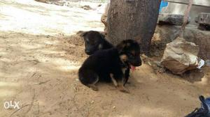 Gsd male and female puppies availble male 11k