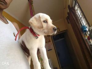 Lab female dog puppy for sale