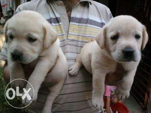 Labrador Dogs And He Is forty five days old ~ KOLKAT ADOG