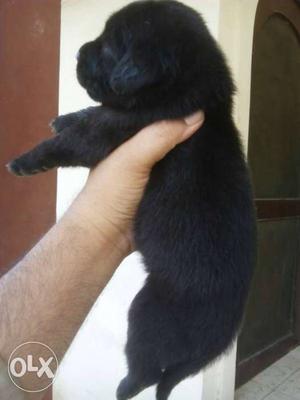Labrador Male female available