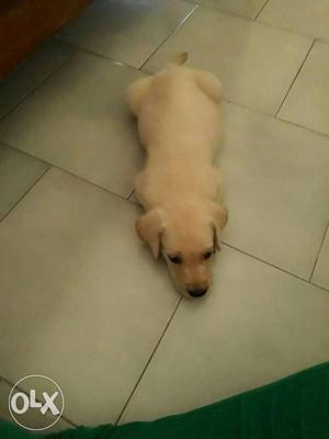 Labrador dog 40 days old for sale