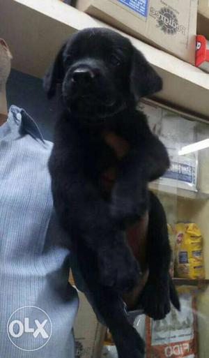 Labrador female puppy for sale urgent (1st