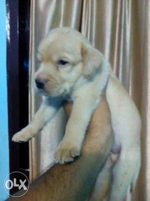 Labrador puppies available at very reasonable
